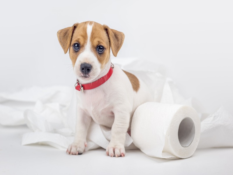 dạy chó đi vệ sinh bằng khăn giấy